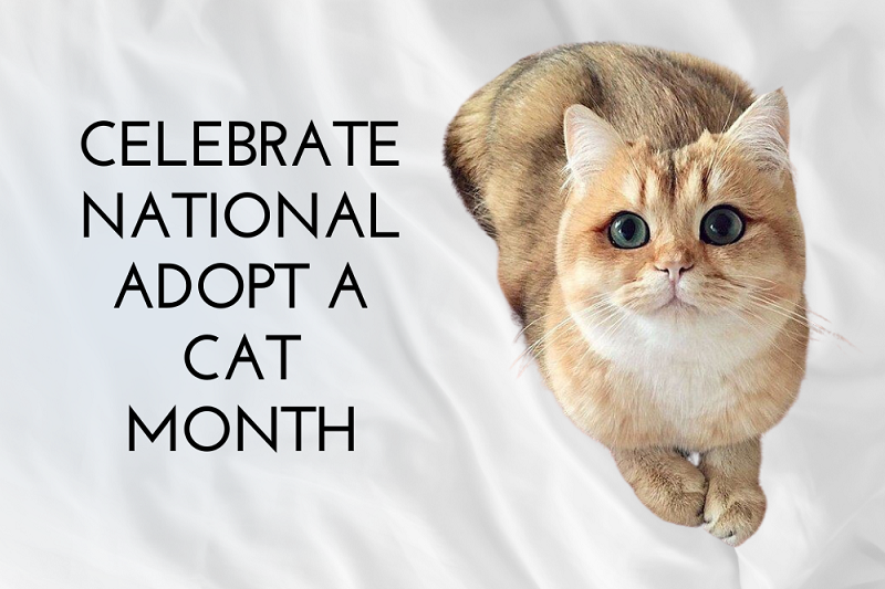 Celebrate National Adopt a Cat Month